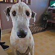 Némésis participe au concours pour gagner de l'argent avec cette photo : dog, indoor, living_room, floor, dog_bed, television, furniture, animal, pet, curious, sitting, close_up, canine, ears, eyes, nose, home, household, room, flooring