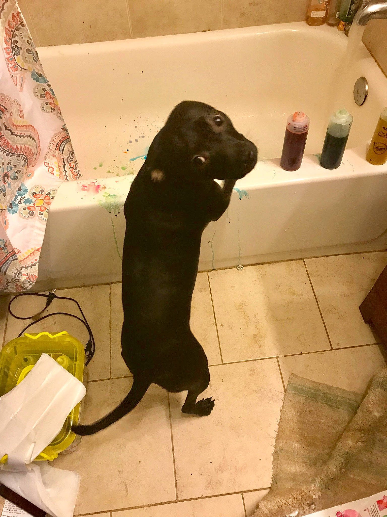 Duckie is registered to the contest to win money with this photo: canidae, carnivore, dog, dog_breed, fawn, floor, labrador_retriever, non_sporting_group, sporting_group, tile