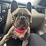 dog, french_bulldog, pet, animal, car_interior, collar, close_up, happy, tongue_out, ears, seat, blurred_background, smiling, cute, companion, indoor, transportation, leash, mouth, eyes
