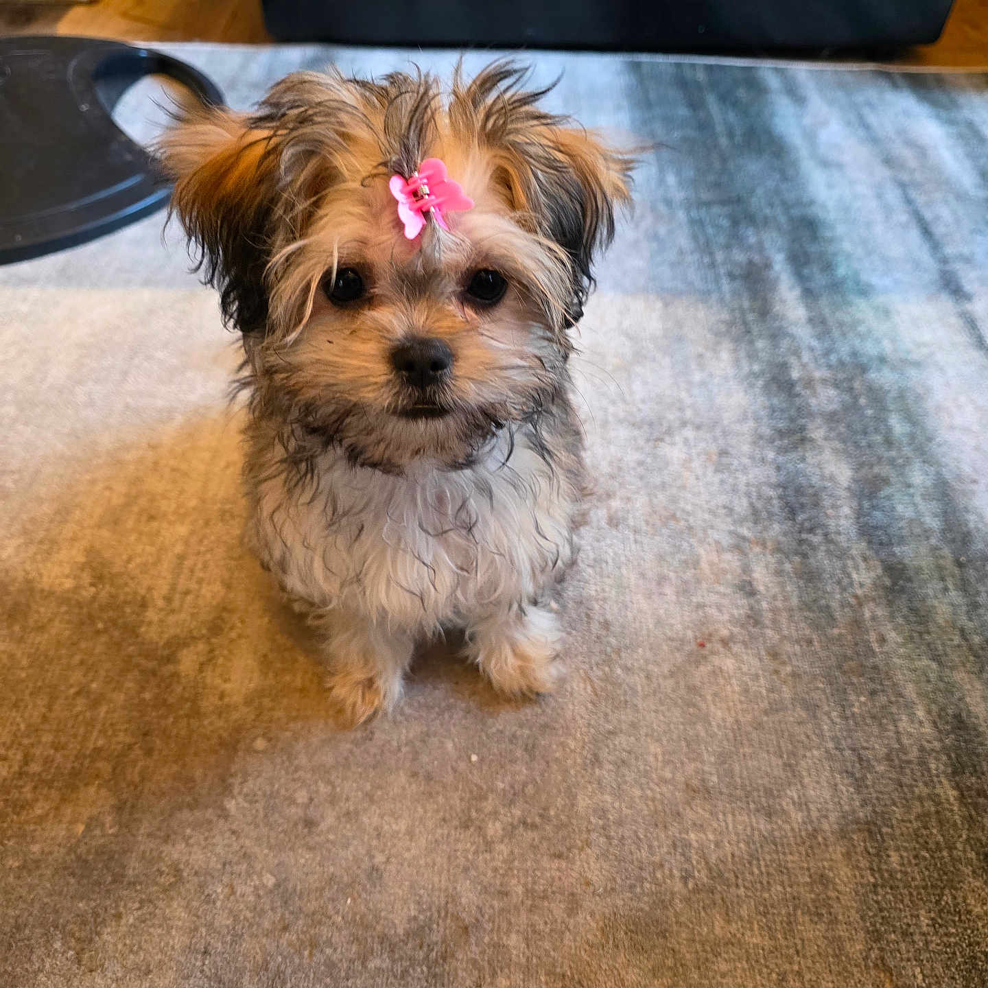Kassandra is registered to the contest to win money with this photo: adorable, animal, carpet, companion, curious, cute, cute_pet, dog, domestic_animal, fluffy, fur, home, indoor, looking_up, pet, pink_clip, puppy, sitting, small_dog, young_dog
