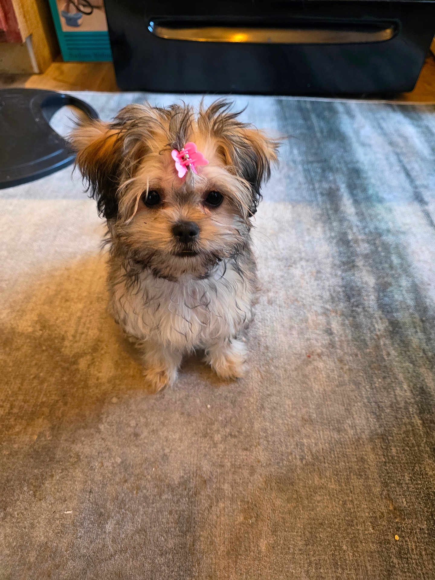 Kassandra is registered to the contest to win money with this photo: dog, puppy, small_dog, fluffy, cute, indoor, carpet, pink_clip, pet, animal, fur, looking_up, adorable, domestic_animal, companion, young_dog, sitting, curious, home, cute_pet