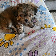 Kassandra joined the competition — help win amazing prizes! puppy, dog, pet, cute, fluffy, blanket, paw_print, indoor, resting, fur, small_dog, cozy, animal, young_dog, domestic_animal, sleepy, brown_fur, adorable, companion, relaxing