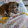 Kassandra is registered to the contest to win money with this photo: puppy, dog, pet, cute, fluffy, blanket, paw_print, indoor, resting, fur, small_dog, cozy, animal, young_dog, domestic_animal, sleepy, brown_fur, adorable, companion, relaxing