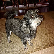 Tootsie joined the competition — help win amazing prizes! attentive, black_fur, cabinet, carpet, cute, dining_chairs, dog, ears, flash_photography, furniture, grey_fur, hardwood_floor, home_interior, indoor, looking_up, muzzle, paws, pet, small_dog, tail