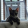 Sriracha joined the competition — help win amazing prizes! animal, cat, chair, cushion, ears, eyes, feline, front_view, fur, indoors, patio, pet, photography, portrait, sitting, striped_fur, tabby_cat, upholstery, whiskers, window