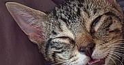Sriracha is registered to the contest to win money with this photo: animal, blanket, cat, close_up, couch, cozy, ears, face, funny_expression, fur, indoor, nap, open_mouth, pet, portrait, sleepy, squinting, striped_fur, tabby_cat, whiskers