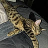 Sriracha joined the competition — help win amazing prizes! animal, bed, bedroom, blanket, cat, closeup, cozy, ears, feline, flash_photography, indoor, paws, pet, pillow, relaxed, sleeping, striped_fur, tabby_cat, tail, whiskers