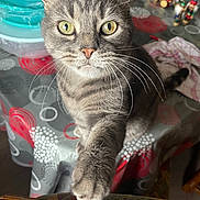 Poussy a rejoint le concours — aidez-le/la à gagner de superbes lots ! abyssinian, angora, animal, architecture, bag, building, cat, chair, egyptiancat, furniture, hardwood, indoors, kitten, livingroom, manx, pet, room, table, toy, wood