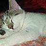 Olivia is registered to the contest to win money with this photo: animal, bed, cat, close_up, closed_eyes, cozy, ears, floral_blanket, indoors, kitten, lying_down, nose, pet, portrait, relaxed, sleeping, sleepy, tabby, whiskers, white_fur