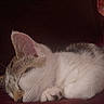 Olivia is registered to the contest to win money with this photo: animal, blanket, cat, close_up, cozy, curled_up, ears, fur, indoors, kitten, lying_down, nap, paws, pet, portrait, sleeping, sleepy, tabby, whiskers, white_fur