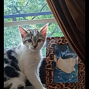 Olivia joined the competition — help win amazing prizes! animal, blue_hair, cat, curtain, cute, daylight, framed_art, gray_fur, greenery, home, indoor, kitten, leopard_print, painting, pet, portrait, sitting, tabby, white_fur, window