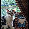animal, blue_hair, cat, curtain, cute, daylight, framed_art, gray_fur, greenery, home, indoor, kitten, leopard_print, painting, pet, portrait, sitting, tabby, white_fur, window