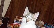 Olivia joined the competition — help win amazing prizes! acoustic_guitar, animal, bed, bedroom, blanket, books, cat, cozy, curious, cushions, gray_cat, guitar, indoors, kitten, pet, portrait, sitting, upright, white_cat, wooden_wall