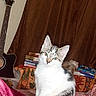 acoustic_guitar, animal, bed, bedroom, blanket, books, cat, cozy, curious, cushions, gray_cat, guitar, indoors, kitten, pet, portrait, sitting, upright, white_cat, wooden_wall