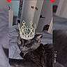 animal, bed, black_cat, blanket, cat, cozy, crown, cute, feline, fur, heart_emoji, home, indoor, mirror_effect, pet, relaxed, resting, sleeping, soft_lighting, timestamp