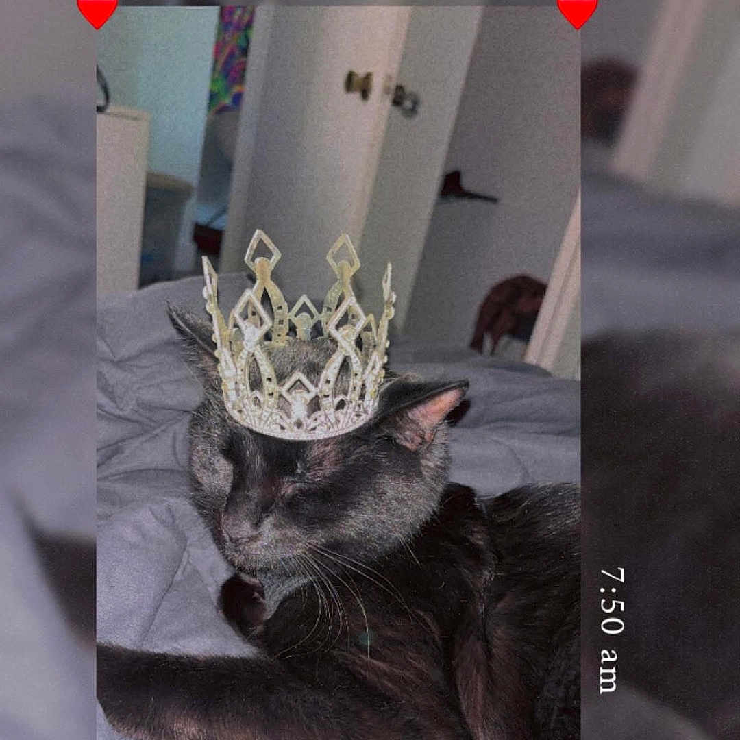 Luci