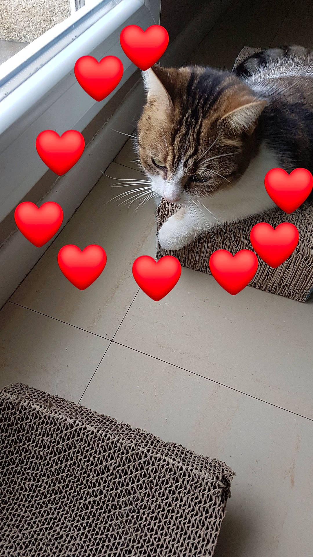 Opaline a rejoint le concours — aidez-le/la à gagner de superbes lots ! art, carmine, carnivore, cat, close_up, domestic_short_haired_cat, felidae, fur, illustration, love, pattern, paw, petal, rectangle, red, small_to_medium_sized_cats, still_life_photography, tail, textile, whiskers