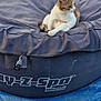animal, blue_tarp, brown, casual, cat, containing_text, daylight, fabric, fur, grass, inflatable, leisure, nature, outdoor, pet, relaxed, resting, sitting, texture, white