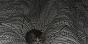 Zelda a rejoint le concours — aidez-le/la à gagner de superbes lots ! kitten, cat, bed, blanket, duvet, leaf_pattern, indoor, cozy, small_animal, pet, fur, whiskers, sleeping_area, resting, curious, domestic_animal, cute, animal, soft_texture, comfort