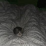 kitten, cat, bed, blanket, duvet, leaf_pattern, indoor, cozy, small_animal, pet, fur, whiskers, sleeping_area, resting, curious, domestic_animal, cute, animal, soft_texture, comfort