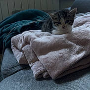 Zelda a rejoint le concours — aidez-le/la à gagner de superbes lots ! kitten, cat, blanket, couch, indoor, cozy, soft, furniture, pet, animal, resting, fur, small, cute, comfortable, domestic, window, curtain, relaxing, home