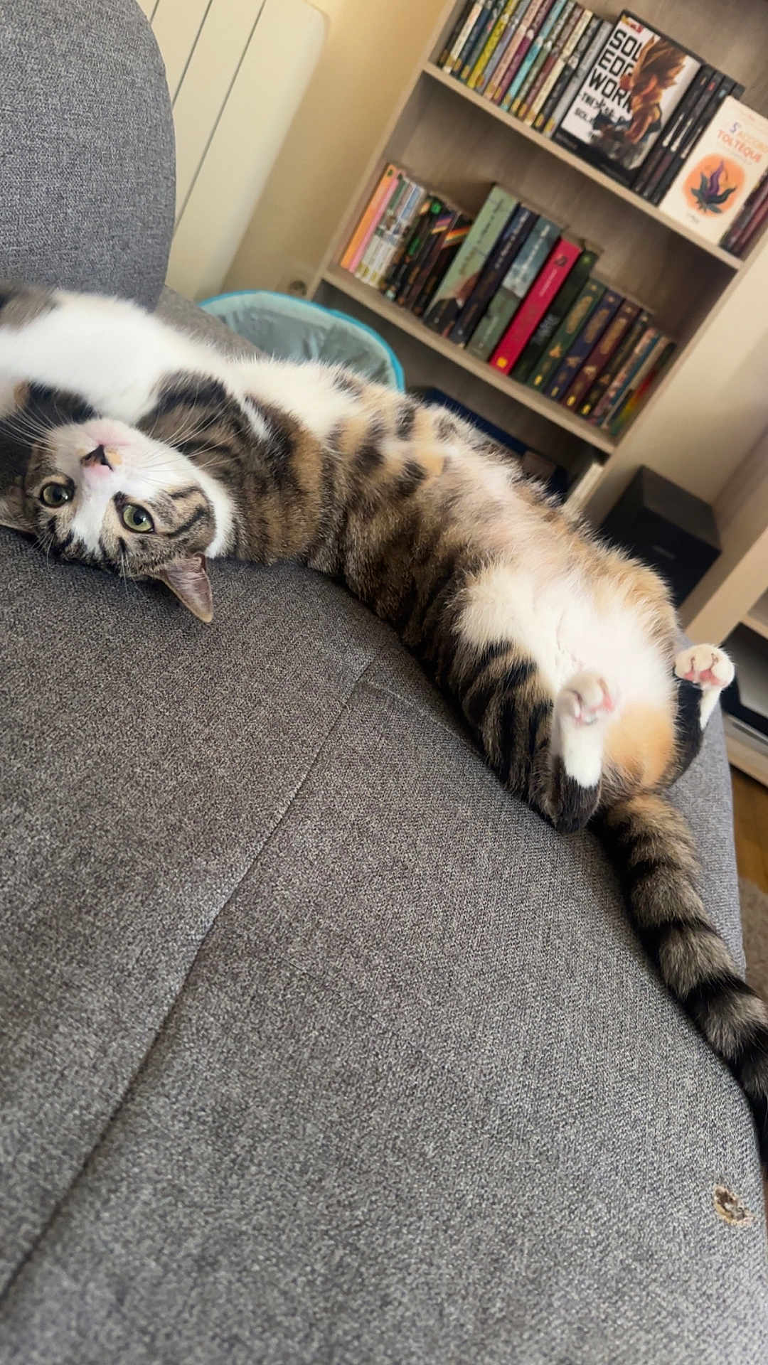 Zelda a rejoint le concours — aidez-le/la à gagner de superbes lots ! cat, tabby, upside_down, couch, gray_couch, indoor, bookshelf, books, relaxed, pet, feline, striped, whiskers, paws, tail, home, living_room, curious, fur, resting