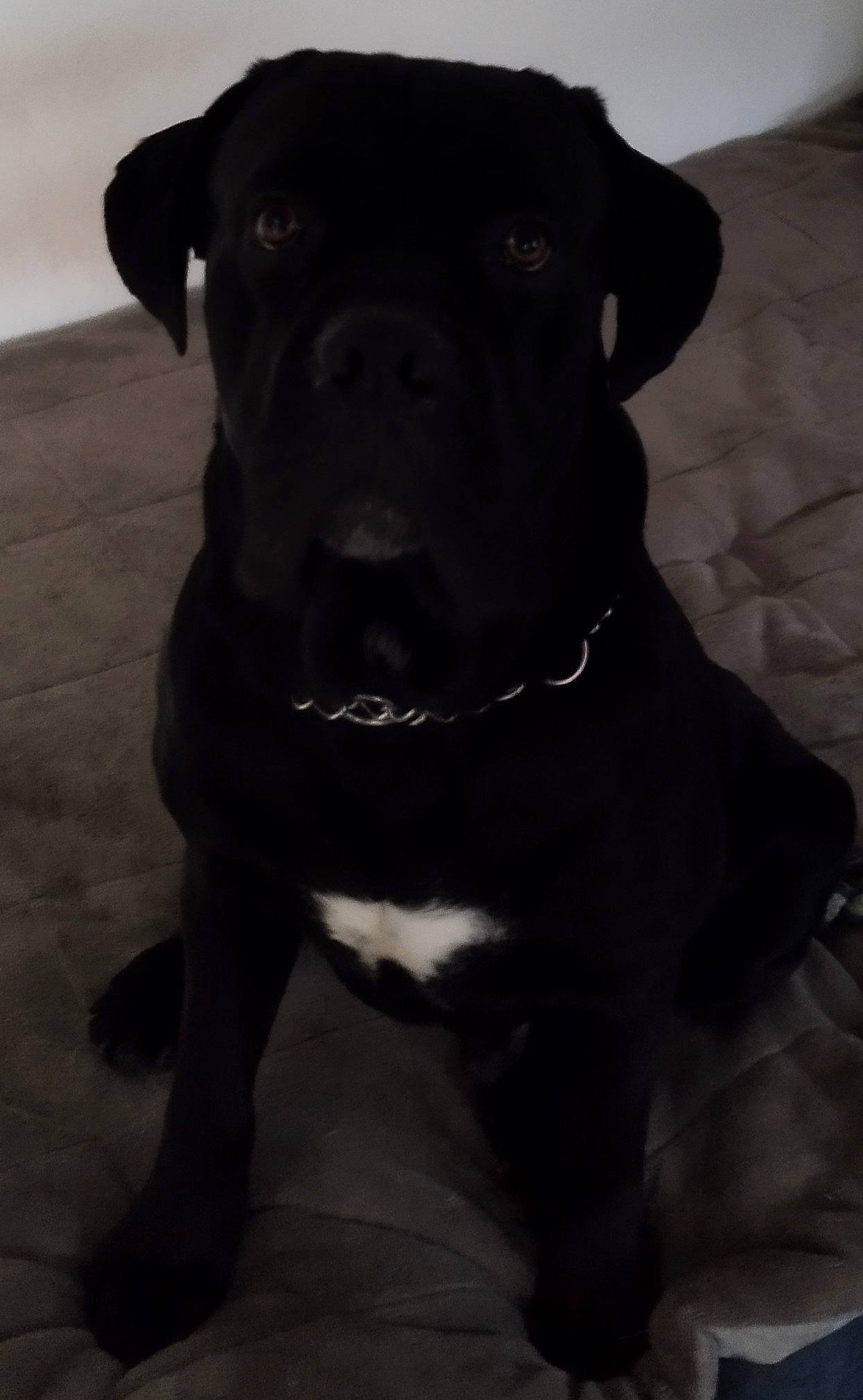 Thanos participe au concours pour gagner de l'argent avec cette photo : borador, canidae, carnivore, collar, companion_dog, dog, dog_breed, dog_collar, eye, fawn, fur, guard_dog, hunting_dog, monochrome_photography, non_sporting_group, snout, sporting_group, whiskers, working_animal