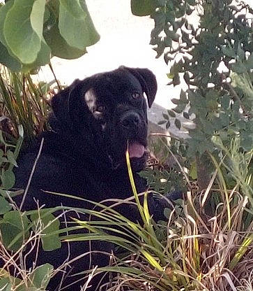 Thanos participe au concours pour gagner de l'argent avec cette photo : canidae, carnivore, companion_dog, dog, dog_breed, fawn, grass, guard_dog, mammal, plant, pug, puggle, shrub, snout, sporting_group, tail, terrestrial_animal, toy_dog, working_animal, wrinkle