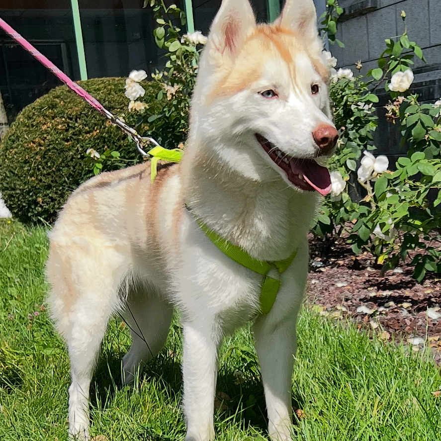 Trixssy a rejoint le concours — aidez-le/la à gagner de superbes lots ! husky, dog, canine, pet, leash, harness, grass, outdoor, flower, bush, building, window, sunlight, happy, animal, nature, greenery, summer, walking, garden
