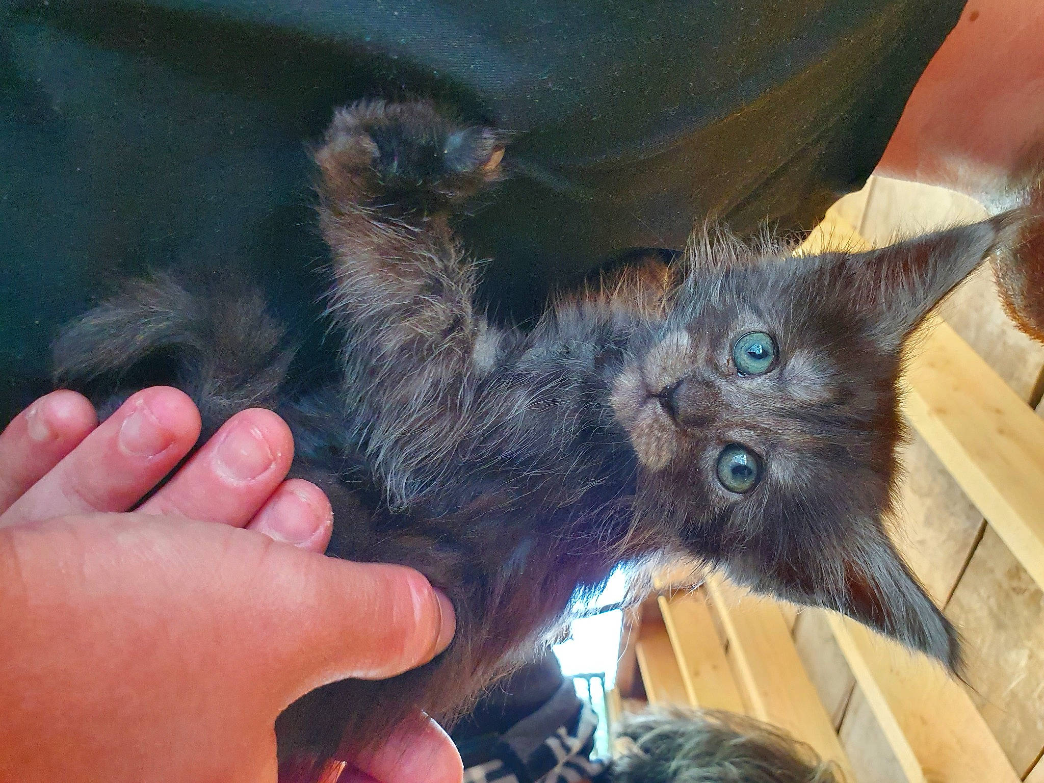 Tagada participe au concours pour gagner de l'argent avec cette photo : black_cat, carnivore, cat, dog_breed, domestic_short_haired_cat, ear, fawn, felidae, finger, foot, fur, gesture, iris, nail, paw, small_to_medium_sized_cats, snout, tail, thumb, whiskers