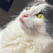 Boogie joined the competition — help win amazing prizes! cat, fluffy, white, gray, yellow_eyes, pink_nose, whiskers, tongue_out, pet, close_up, feline, cute, indoors, soft_fur, animal, portrait, curious, domestic_cat, mammal, relaxed