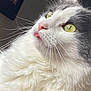 cat, fluffy, white, gray, yellow_eyes, pink_nose, whiskers, tongue_out, pet, close_up, feline, cute, indoors, soft_fur, animal, portrait, curious, domestic_cat, mammal, relaxed