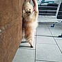 dog, pomeranian, fluffy, pet, indoor, couch, human_hand, tile_floor, drying_rack, clothes, standing, small_dog, cute, animal, fur, domestic, companionship, living_room, brown, white