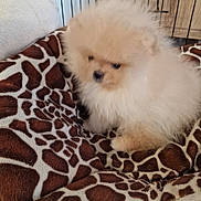 Alibi a rejoint le concours — aidez-le/la à gagner de superbes lots ! puppy, dog, fluffy, blanket, giraffe_pattern, cage, pet, animal, cute, small, fur, indoors, soft, young, cozy, light_brown, white, comfort, resting, companion