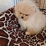 puppy, dog, fluffy, blanket, giraffe_pattern, cage, pet, animal, cute, small, fur, indoors, soft, young, cozy, light_brown, white, comfort, resting, companion