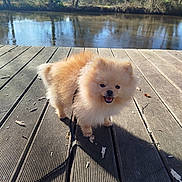 Alibi participe au concours pour gagner de l'argent avec cette photo : animal, canine, daylight, dog, fluffy, happy, leash, leaves, nature, outdoor, pet, pomeranian, river, shadow, small_dog, smiling, sunlight, trees, water, wooden_deck
