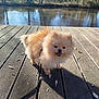 animal, canine, daylight, dog, fluffy, happy, leash, leaves, nature, outdoor, pet, pomeranian, river, shadow, small_dog, smiling, sunlight, trees, water, wooden_deck