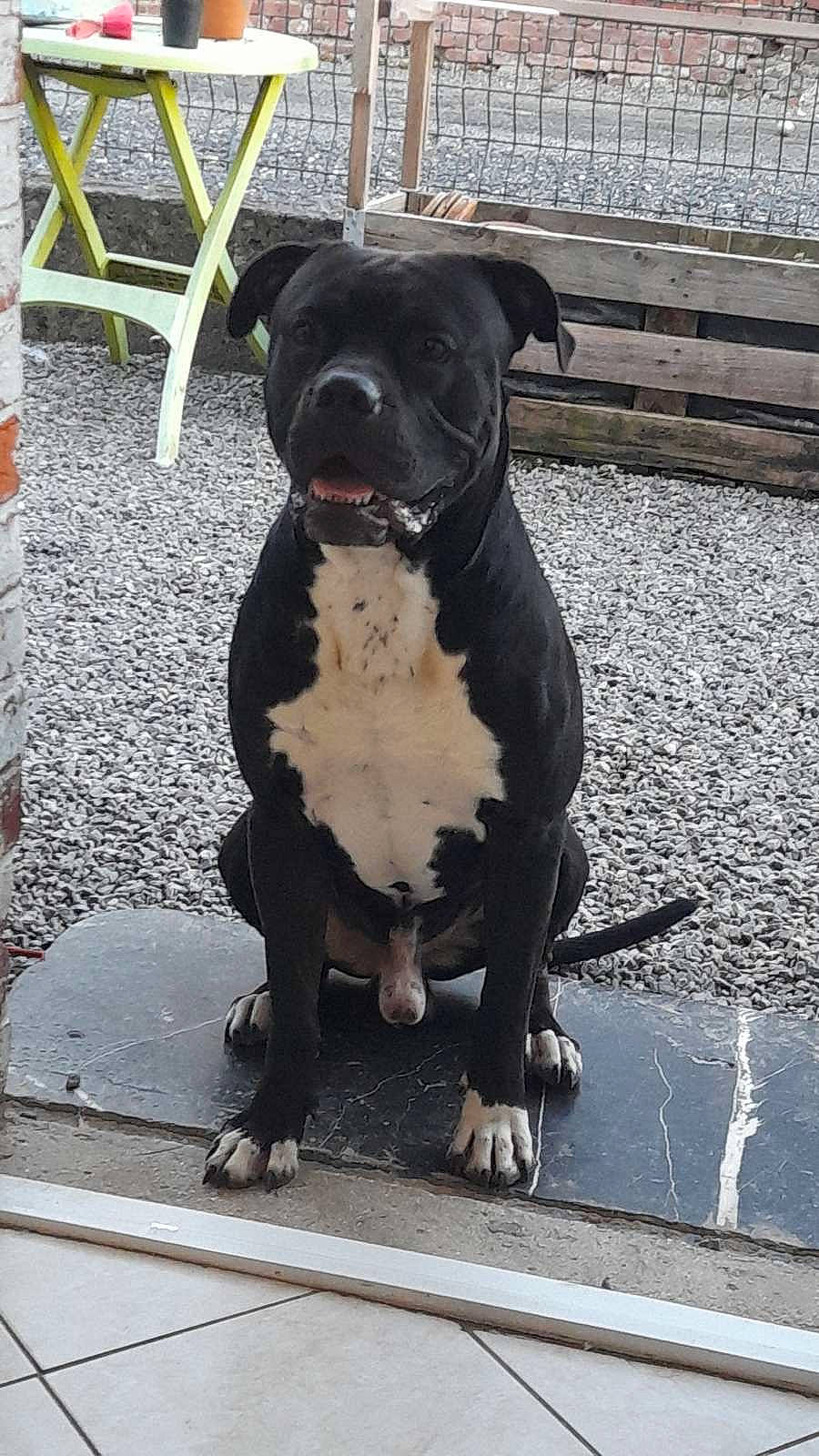 Taïko a rejoint le concours — aidez-le/la à gagner de superbes lots ! boston_terrier, canidae, carnivore, collar, companion_dog, dog, dog_breed, dog_collar, fawn, fur, guard_dog, liver, molosser, pet_supply, snout, sporting_group, tail, toy_dog, working_animal, working_dog