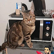 Mickey a rejoint le concours — aidez-le/la à gagner de superbes lots ! animal, appliance, cartoon, cat, coffee_machine, counter, crayon, cute, domestic, doodle, drawer, feline, heart, indoor, kitchen, microwave, pet, sitting, striped, tabby