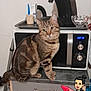 animal, appliance, cartoon, cat, coffee_machine, counter, crayon, cute, domestic, doodle, drawer, feline, heart, indoor, kitchen, microwave, pet, sitting, striped, tabby