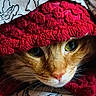 cat, orange_cat, animal, pet, close_up, whiskers, green_eyes, blanket, red_blanket, texture, fabric, curious, peeking, fur, indoor, soft_light, portrait, cute, cozy, closeup