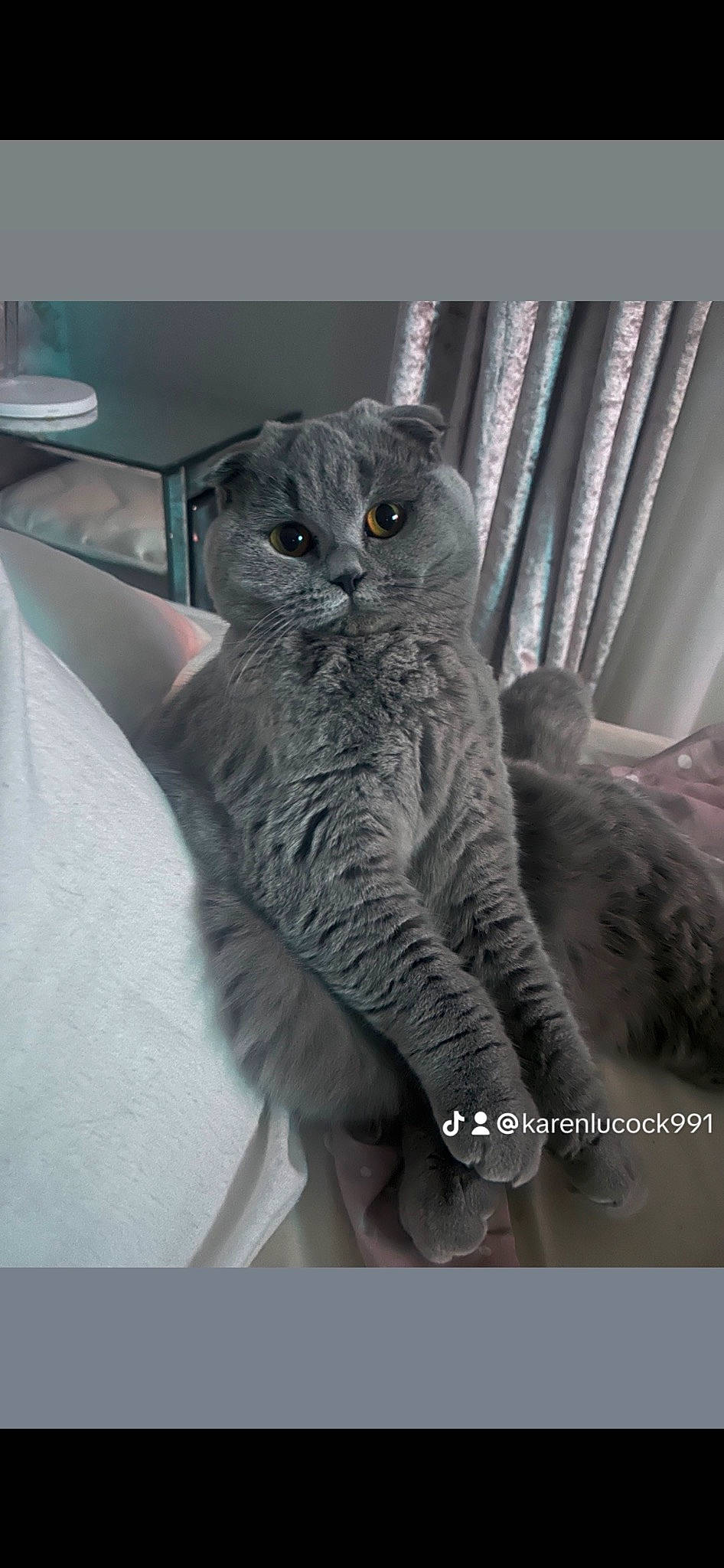 Juno joined the competition — help win amazing prizes! carnivore, cat, curtain, domestic_short_haired_cat, felidae, fur, grey, paw, russian_blue, small_to_medium_sized_cats, snout, tail, whiskers, window