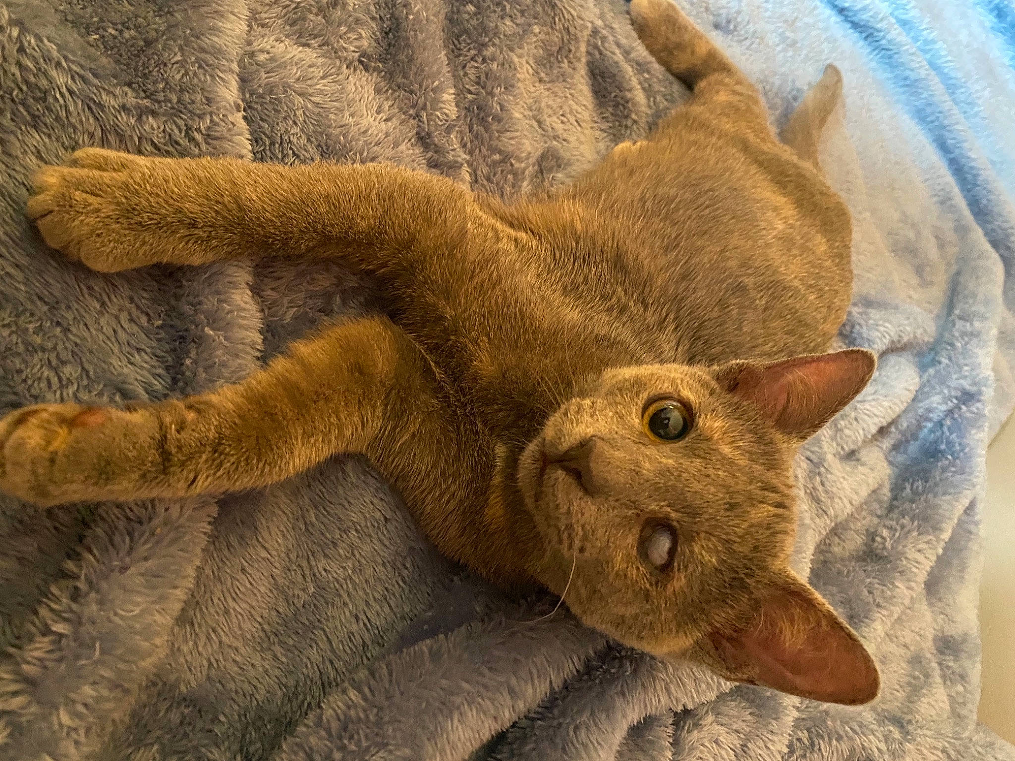 Freddy Fazbear joined the competition — help win amazing prizes! carnivore, cat, claw, comfort, domestic_short_haired_cat, fawn, felidae, foot, fur, gesture, linens, marine_invertebrates, paw, small_to_medium_sized_cats, snout, tail, terrestrial_animal, whiskers, wildlife, wood