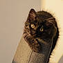 cat, kitten, black_cat, pet, furniture, chair, paw, eyes, whiskers, fur, indoors, sunlight, shadow, portrait, looking_up, cozy, curious, domestic_animal, fluffy, closeup