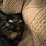 Stevie is registered to the contest to win money with this photo: cat, kitten, black_cat, yellow_eyes, fur, whiskers, cozy, sweater, cable_knit, knit_texture, fabric, close_up, portrait, pet, indoor, hand, nuzzle, soft_lighting, curiosity, resting