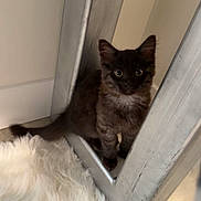 Stevie joined the competition — help win amazing prizes! kitten, cat, pet, indoor, fluffy_rug, furniture, wood_frame, metal_frame, floor, baseboard, curious, wide_eyes, ears, fur, sitting, portrait, cozy, small_cat, brown_fur, domestic_animal