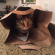 Olive is registered to the contest to win money with this photo: