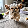 dog, cute, puppy, indoor, leaping, fur, ears, pet, toy, carpet, living_room, bed, motion_blur, playful, animal, small_dog, brown, white, fluffy, close_up