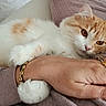 Kouki a rejoint le concours — aidez-le/la à gagner de superbes lots ! blanket, bracelet, cat, claw, close_up, comfort, cozy, domestic_animal, feline, fluffy, fur, hand, indoor, orange_and_white, paw, pet, relaxed, resting, ring, soft_texture