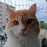 Kouki a rejoint le concours — aidez-le/la à gagner de superbes lots ! animal, building, cat, close_up, curious, cute, daylight, domestic_cat, ears, fluffy, fur, net, nose, orange_cat, outdoor, pet, portrait, sky, whiskers, white_cat